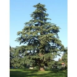 Cedro Dell'Himalaya "Cedrus Deodara" Pianta In Vaso 11 Cm