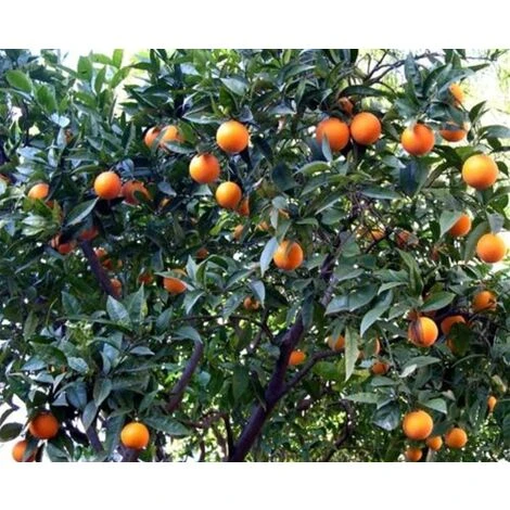 Mandarino Clementino "Citrus X Clementina" Pianta In Vaso Agrumi Di Sicilia - immagine 2