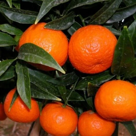Mandarino Clementino "Citrus X Clementina" Pianta In Vaso Agrumi Di Sicilia - immagine 3
