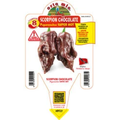 1 PIANTA IN VASO Ø 14CM PEPERONCINO PICCANTE TRINIDAD SCORPION CHOCOLATE ORTOMIO