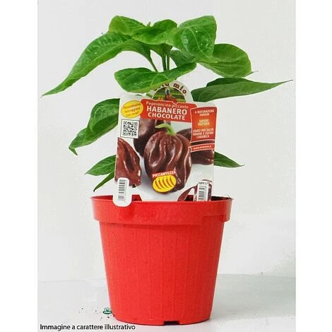 1 PIANTA IN VASO Ø 14CM PEPERONCINO PICCANTE DIAVOLICCHIO CALABRESE ORTOMIO - immagine 3