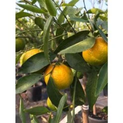 Pianta Di Mandarino Mandarini Agrumi Di Sicilia In Fitocella