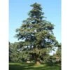 Cedro Dell'Himalaya "Cedrus Deodara" Pianta In Vaso 17 Cm H. 50/70 Cm