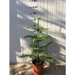 Araucaria Heterophylla Vaso 18cm Foto Reali
