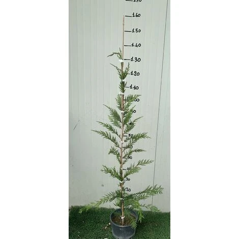 Cipresso Leylandii (Cupressocyparis Leylandii) Vaso 20cm H 130 Cm - immagine 2