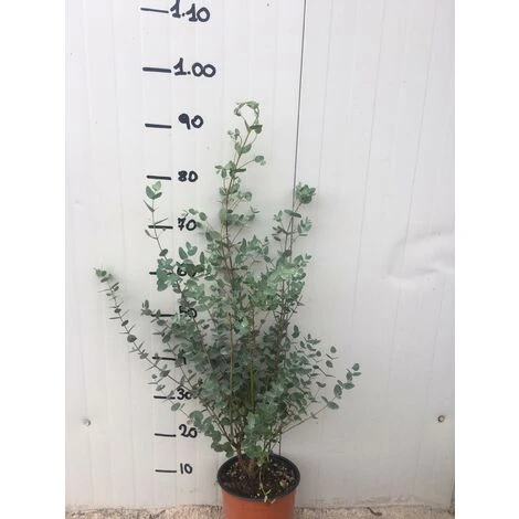 Pianta Di Eucalyptus Gunnii (Eucalipto) Vaso 18cm - immagine 2