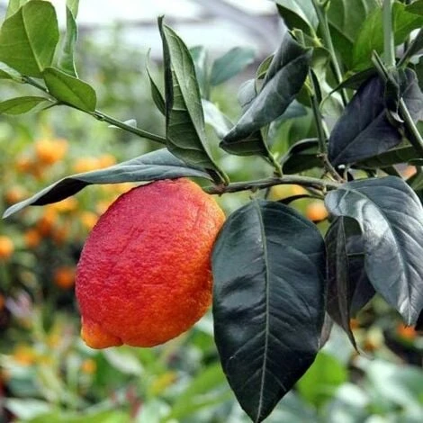 Pianta Di Limone Rosso Vaso 24 - immagine 2