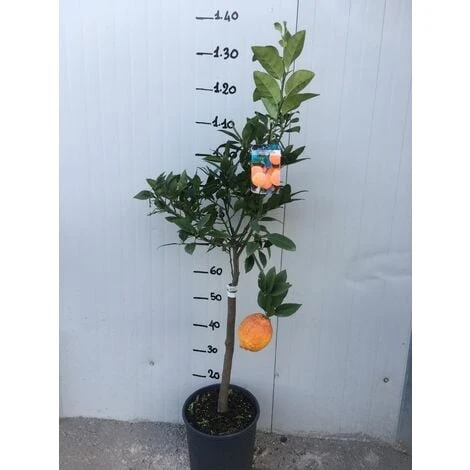 Pianta Di Limone Rosso Vaso 24 - immagine 3