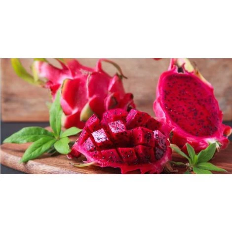 Pianta Di Pitaya Frutto Del Drago Polpa Rossa