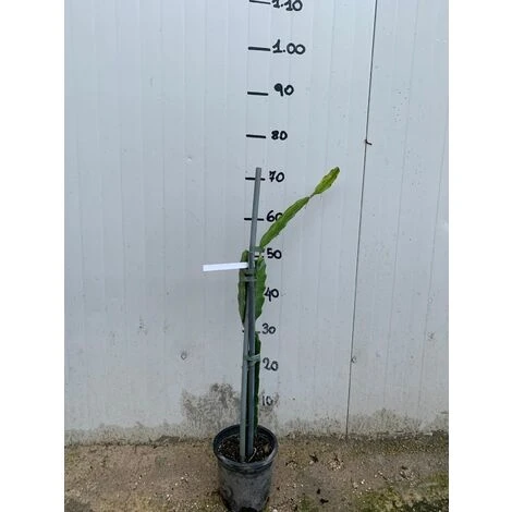 Pianta Di Pitaya Frutto Del Drago Polpa Rossa - immagine 3