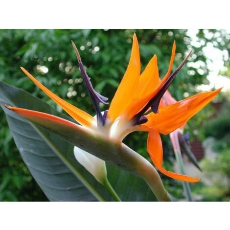 Sterlizia Regina (Uccello Del Paradiso)