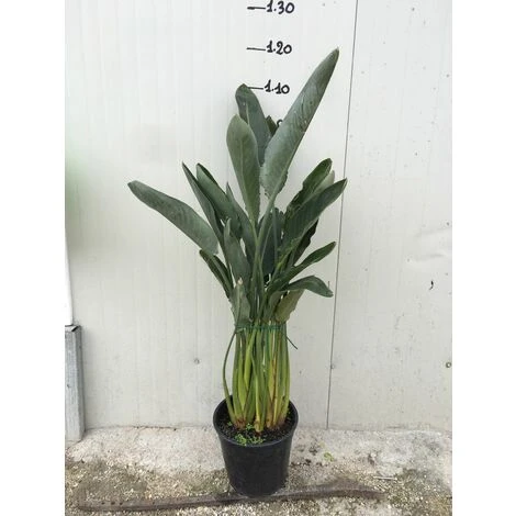 Sterlizia Regina (Uccello Del Paradiso) - immagine 2