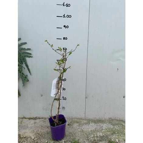 MIRTILLO SIBERIANO AMOUR LONICERA KAMTSCHATICA AMOUR PRECOCE FOTO REALI H 70CM - immagine 2