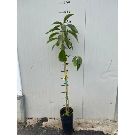 PIANTA PERSEA AMERICANA PIANTA DI AVOCADO FUERTE INNESTATA H 100CM - immagine 2