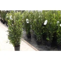 Alloro "Laurus Nobilis" Pianta Aromatica Da Siepe In Vaso 24 Cm H. 80/100 Cm