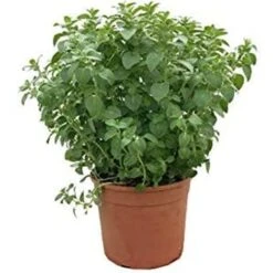 Origano "Origanum Vulgare" Pianta Aromatica In Vaso 14 Cm