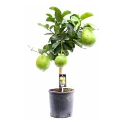 Cedro "Citrus Medica" Pianta Di 2 Anni In Vaso 20 Agrumi Di Sicilia