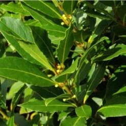 Alloro "Laurus Nobilis" Pianta Aromatica Da Siepe In Vaso 11 Cm
