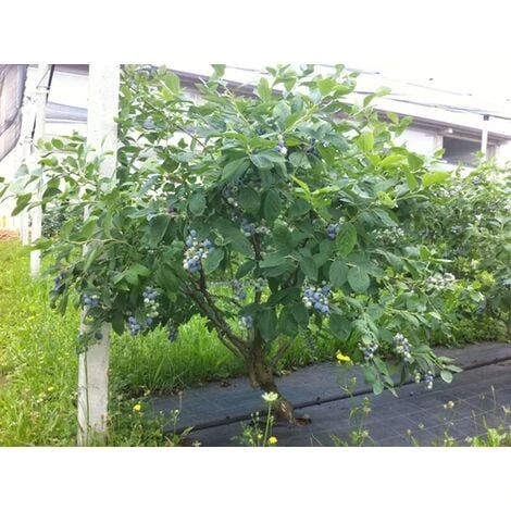 Mirtillo Gigante Americano Frutti Di Bosco Pianta Gia' Fruttifera In Vaso 11 Cm Non Specificato 11 Cm