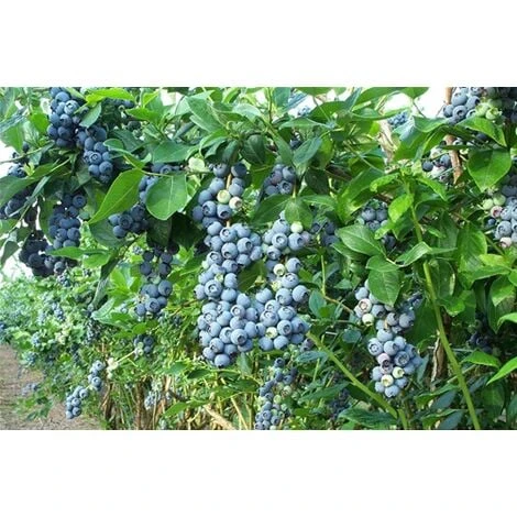 Mirtillo Gigante Americano Frutti Di Bosco Pianta Gia' Fruttifera In Vaso 11 Cm Non Specificato 11 Cm - immagine 2