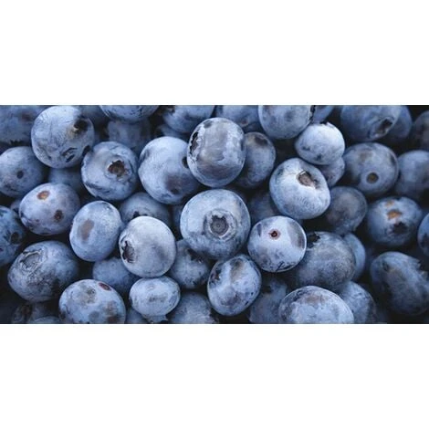 Mirtillo Gigante Americano Frutti Di Bosco Pianta Gia' Fruttifera In Vaso 11 Cm Non Specificato 11 Cm - immagine 3