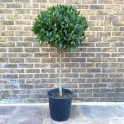 Alloro "Laurus Nobilis" Pianta Ad Alberello In Vaso 26 Cm H. 100/120 Cm