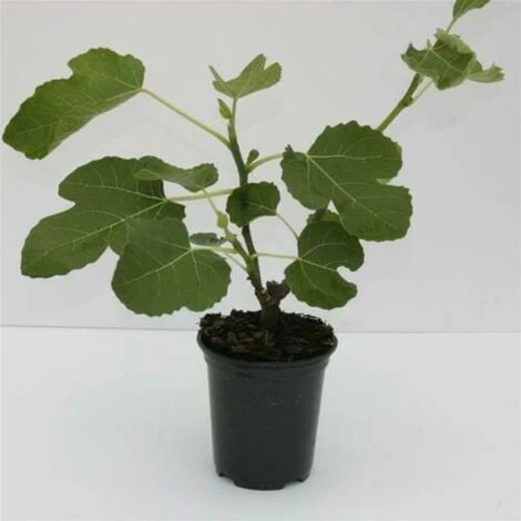 Fico "Ficus Carica Brown Turkey" Pianta In Vaso 12 Cm - immagine 2