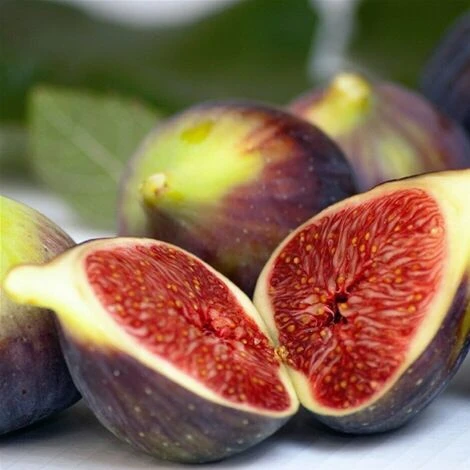 Fico "Ficus Carica Brown Turkey" Pianta In Vaso 12 Cm - immagine 3