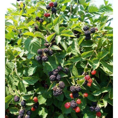 Mora "Rubus Fruticosus" Frutti Di Bosco Pianta In Vaso H. 60/80 Cm Con Canna - immagine 3