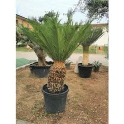 Cicas "Cycas Revoluta" Palma Pianta In Vaso 19 Cm