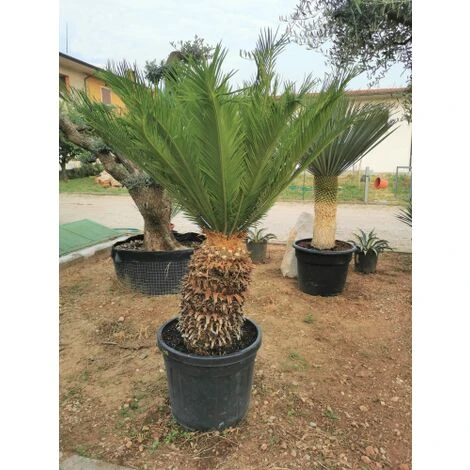 Cicas "Cycas Revoluta" Palma Pianta In Vaso 30 Cm