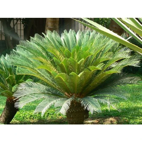 Cicas "Cycas Revoluta" Palma Pianta In Vaso 30 Cm - immagine 2