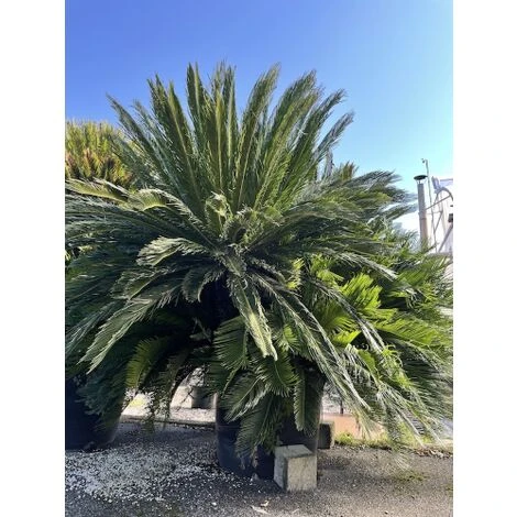 Cicas "Cycas Revoluta" Palma Pianta In Vaso 30 Cm - immagine 3
