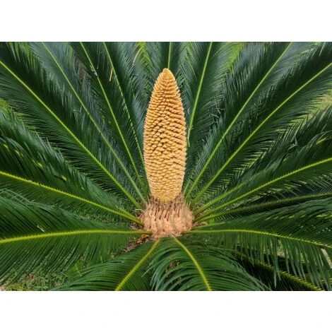 Cicas "Cycas Revoluta" Palma Pianta In Vaso 30 Cm - immagine 4