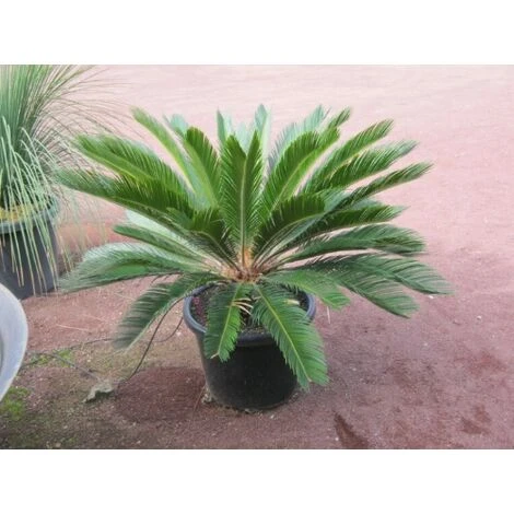 Cicas "Cycas Revoluta" Palma Pianta In Vaso 30 Cm - immagine 5