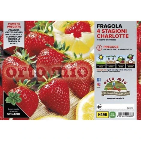 Fragola Rifiorente &8220Charlotte&8221 - Plateaux Da 6
