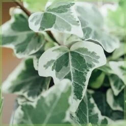 Edera Variegata "Hedera Helix White Wonder" Pianta In Vaso H. 60/80 Cm Con Canna