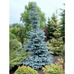 Abete Blu Argentato "Picea Pungens Kosteriana Hoopsii" In Mastello H. 100/120 Cm