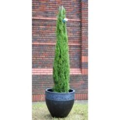 Cipresso Toscano "Cupressus Sempervirens Totem" Pianta In Vaso Biodegradabile H. 40/50 Cm