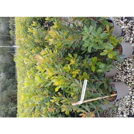 Corbezzolo "Arbutus Unedo" Pianta In Vaso 18 Cm