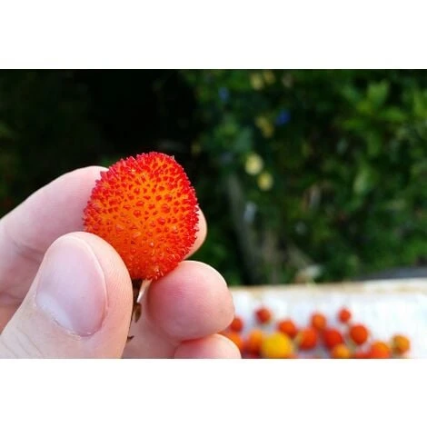 Corbezzolo "Arbutus Unedo" Pianta In Vaso 18 Cm - immagine 3