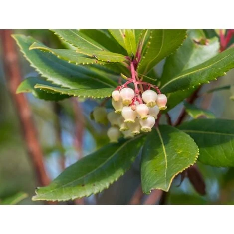 Corbezzolo "Arbutus Unedo" Pianta In Vaso 18 Cm - immagine 4
