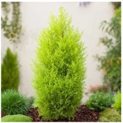 Cipresso "Cupressus Macrocarpa Goldcrest Wilma" Pianta In Vaso 14 Cm H. 40/60 Cm