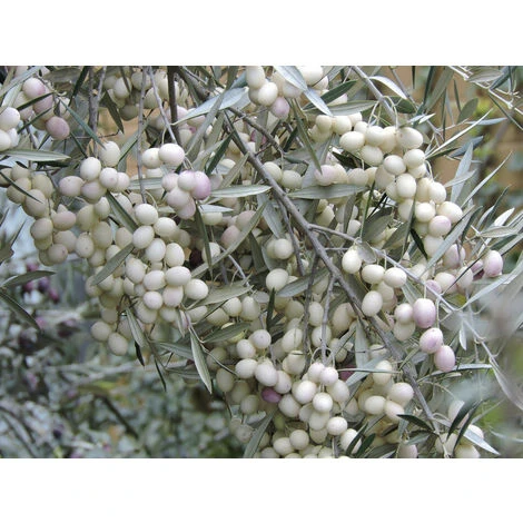 Pianta Di Ulivo Leucocarpa (Olive Bianche) Certificata Foto Reali - immagine 2