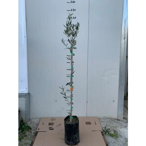 Pianta Di Ulivo Leucocarpa (Olive Bianche) Certificata Foto Reali - immagine 3