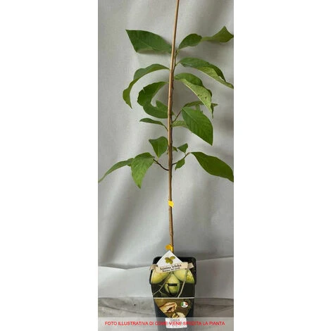 1 PIANTA DI ASIMINA TRILOBA BANANO DI MONTAGNA DEL NORD - immagine 2