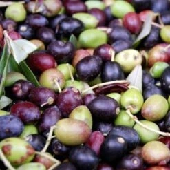 Ulivo Da Olio FRANTOIO