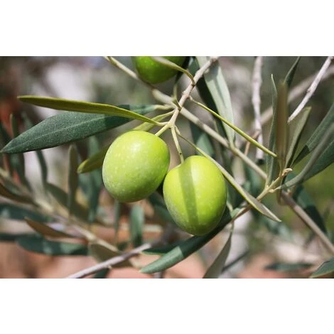 Ulivo Da Mensa ASCOLANA - immagine 2