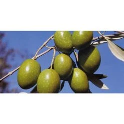 Ulivo Da Mensa S. CATERINA