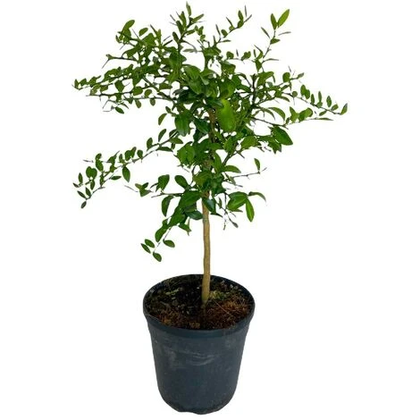 Pianta Albero Di LIMONE CAVIALE ROSSO Finger Lime Vaso 20 H 60/80 Cm FOTO REALE - immagine 2